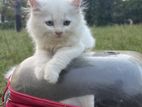 Persian cat babys