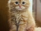 persian cat bby