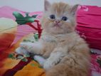 Persian cat bi colour