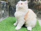 Persian Cat বিড়াল