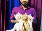 Persian cat /বিদেশী বিড়াল