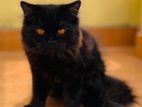 Persian Cat Black