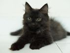 Persian cat black
