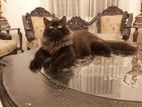 Persian Cat Black Male