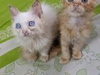 Persian cat (blue eye and ginger cat)