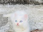 Persian Cat Blue Eyes female kitten