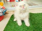 persian cat blue eyes