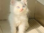 Persian Cat Blue Eyes