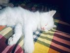 Persian Cat both male and female for sale - Dhaka