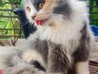 Persian Cat Calico Female