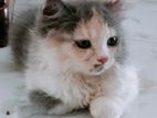 persian cat (calico female)