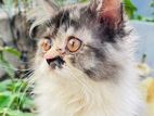 Persian Cat calico