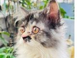 Persian Cat calico