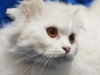 Persian Cat Dall Face Double Coat