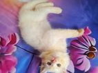 Persian cat Dhaka