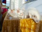 Persian cat Dhaka