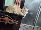 Persian cat Doll face triple coat