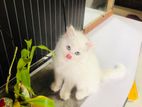 Persian cat double coated with gray eyes