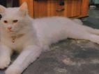 Persian Cat Emergency sell Korbo