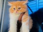 Persian Cat (Exotic Bloodline)