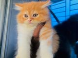 Persian Cat (Exotic Bloodline)