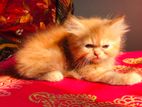 Persian Cat (Exotic Bloodline) imported