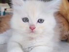 Persian cat fawn colour