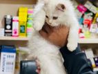 Persian Cat Fawn Colour পার্শিয়ান বিড়াল