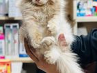 Persian Cat Fawn Colour পার্শিয়ান ক্যাট