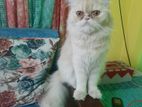 Persian cat (fawn coloured cat)