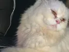 Persian cat femaIe