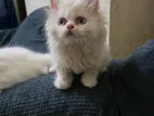 Persian Cat Female 2 Age Month & Years