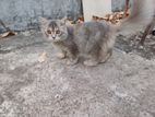 Persian Cat Female 2 month +