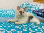 Persian Cat, Female, 3 Month