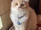 Persian Cat female 5 month