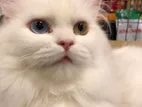 Persian Cat Female Adult
