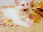 Persian Cat Female And Male