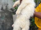 Persian cat female and male