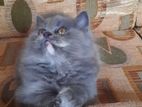 Persian cat female and male kitten