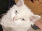 Persian Cat Female Blue Eyes Kitten