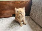 Persian Cat Female Brown Kitten