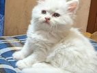 Persian Cat Female