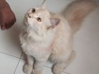 Persian Cat Female