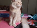 Persian cat female