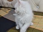 Persian cat female