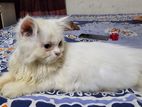 Persian Cat (female)