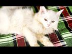 Persian cat female