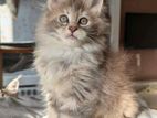 Persian cat female