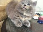 persian cat female