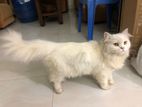 Persian cat (Female)